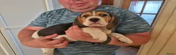 Beagle dogs for sale: Beagle puppies for sale  - Advert 4