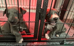 Whippet dogs for sale: KC Registered Whippet Puppies - Image 4