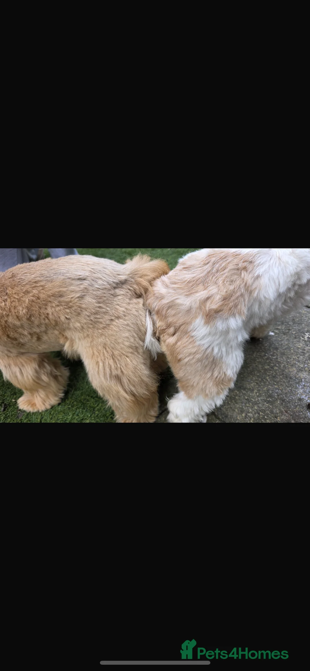 Shih Tzu dogs for stud: Rocco - Advert 3