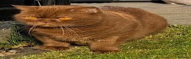 British Shorthair 1