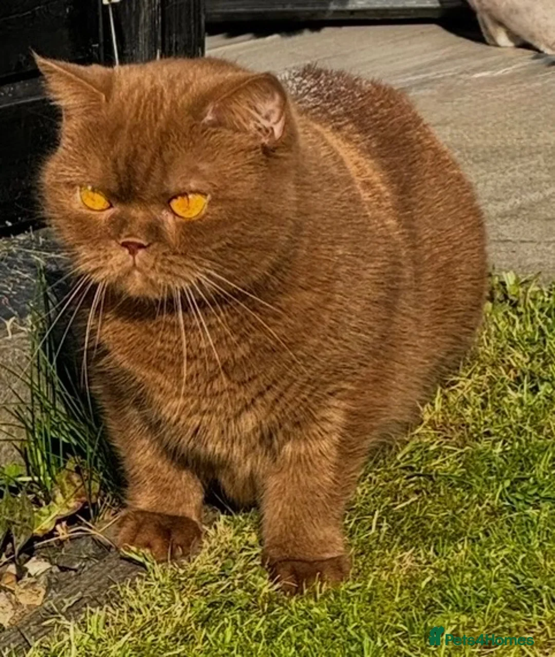 British Shorthair cats for sale: Beautiful Cinnamon British Shorthair  - Advert 4