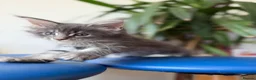 Maine Coon cats for sale: Long faced Maine Coon Kittens - Advert 10