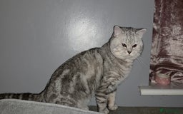 British Shorthair cats for sale: Silver Tabby BSH - Image 4