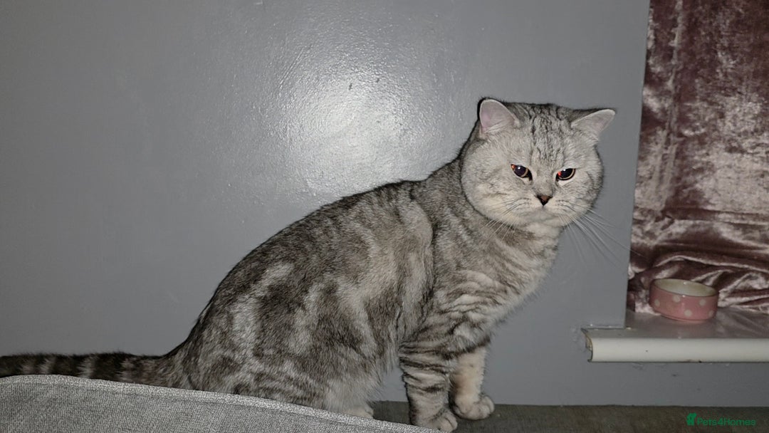 British Shorthair cats for sale: Silver Tabby BSH - Image 4