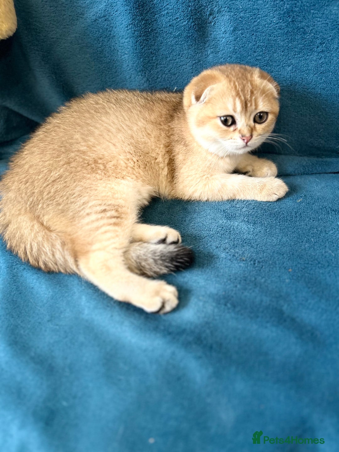 Scottish Fold cats for sale: Gold Chinchilla Scottish fold baby’s  - Image 8