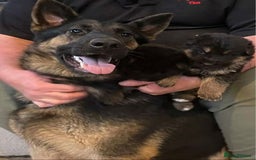 German Shepherd dogs for sale: Pedigree German Shepherd puppies  - Image 5
