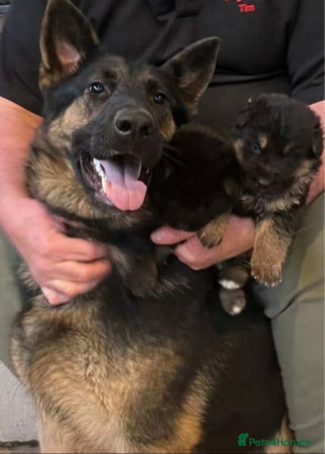 German Shepherd dogs for sale: Pedigree German Shepherd puppies  - Image 5