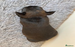 French Bulldog dogs for sale: KC French Bulldog Pups Tiger Brindle, Tan & Black  - Image 14