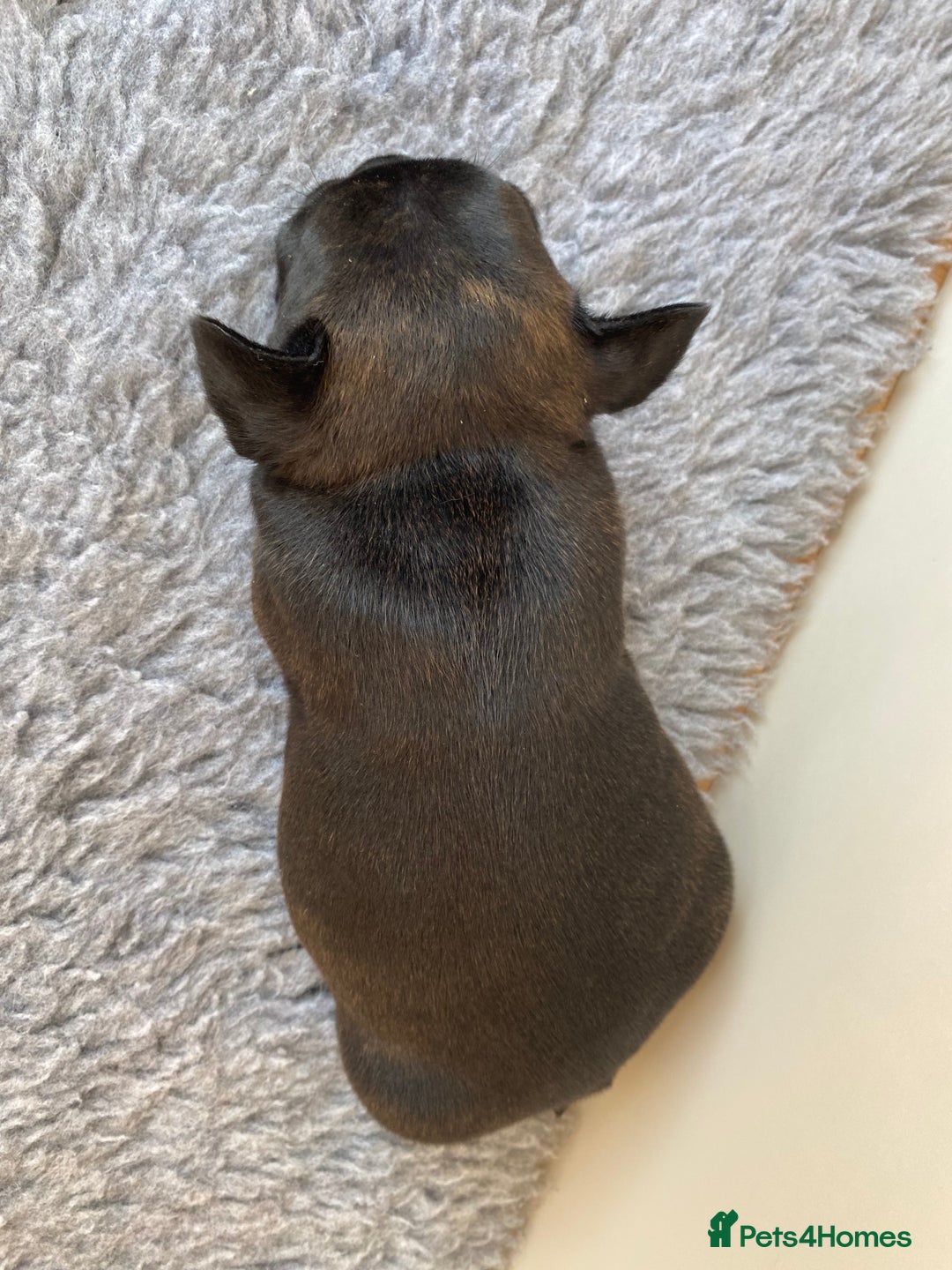French Bulldog dogs for sale: KC French Bulldog Pups Tiger Brindle, Tan & Black  - Image 14