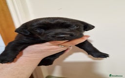 Labrador Retriever dogs for sale: KC Registered Black Lab (1 Girl, 1 boy remaining) - Image 29