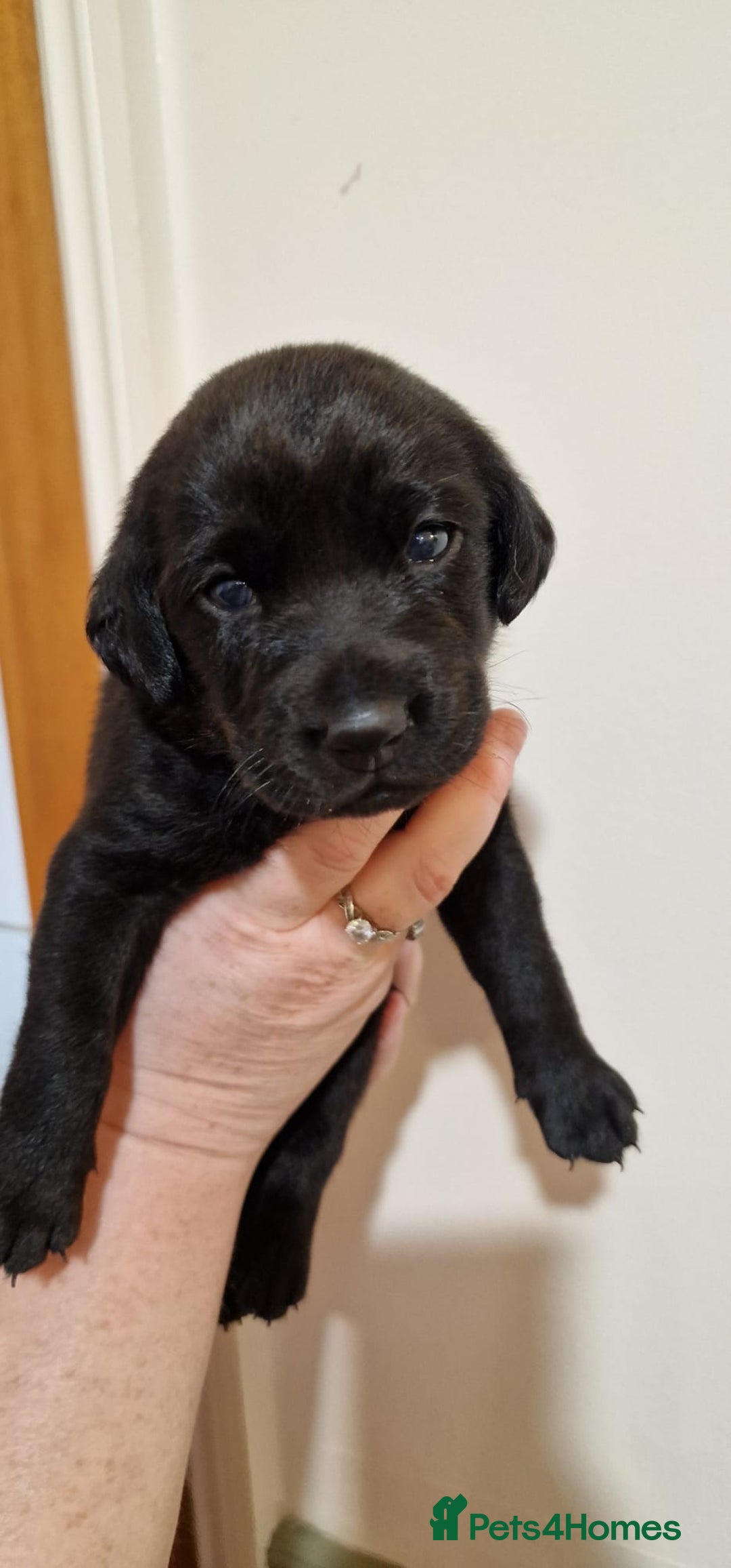 Labrador Retriever dogs for sale: KC Registered Black Lab (1 Girl, 1 boy remaining) - Image 29