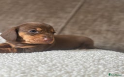 Dachshund dogs for sale: 🌭🌭🌭🌭🌭🌭🌭little dachshunds🌭🌭🌭🌭🌭  - Image 18