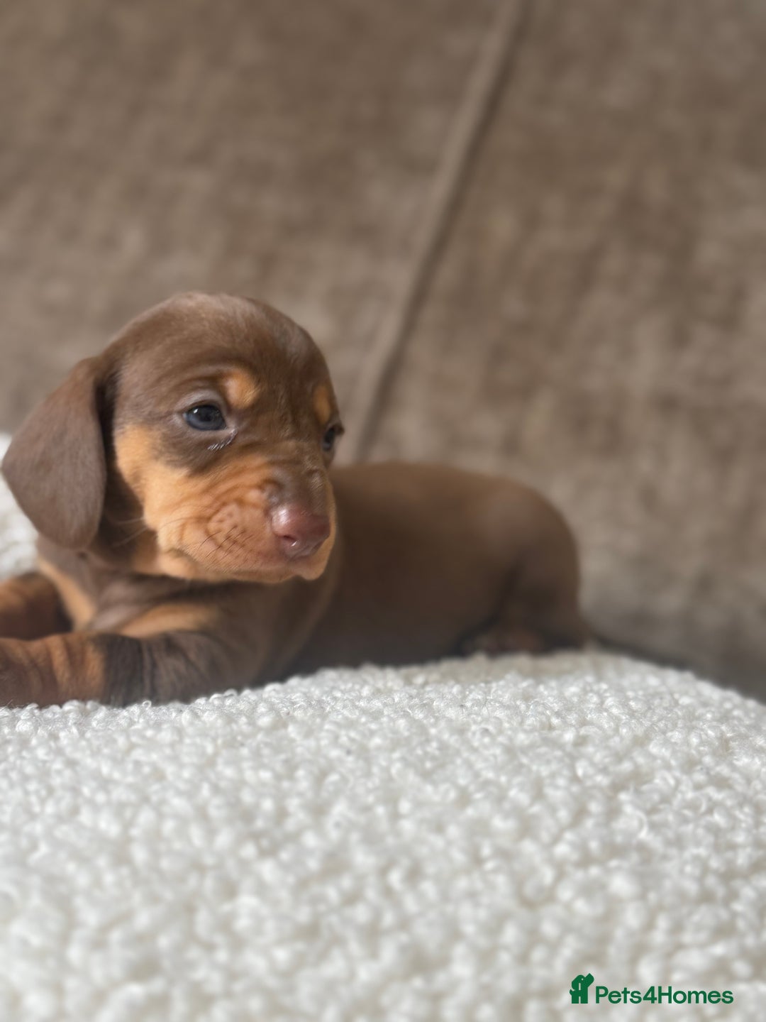 Dachshund dogs for sale: 🌭🌭🌭🌭🌭🌭🌭little dachshunds🌭🌭🌭🌭🌭  - Image 18