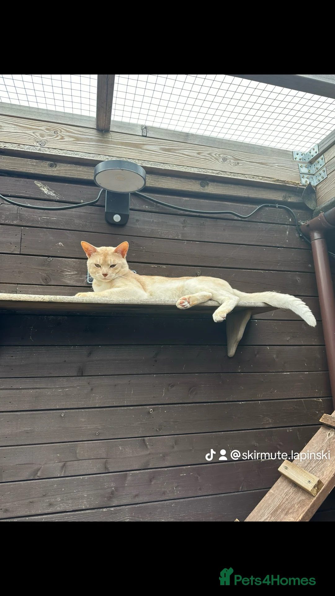 Abyssinian cats for stud: Champion lines Aby Red-Silver boy for stud in Romford - Advert 7