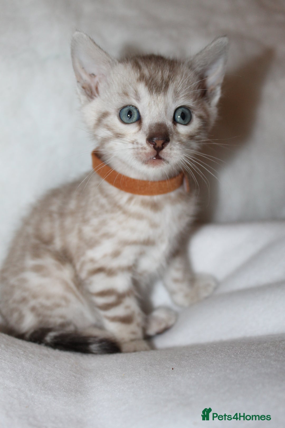 Bengal cats for sale: Pedigree TICA Bengal Kittens - Ready 07/01/26 - Advert 15