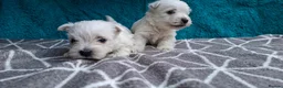 West Highland Terrier dogs for sale: Stunning West Highland Terrier Puppies - Advert 10