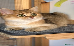 British Shorthair cats for sale: BSH Golden kittens exc quality🏆 Champion line  in Derby - Image 1