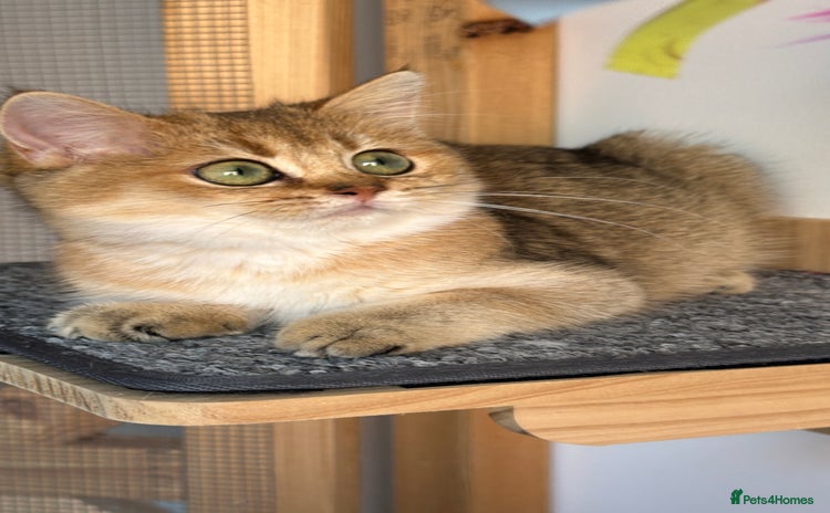 British Shorthair cats in Derby - Advert 2