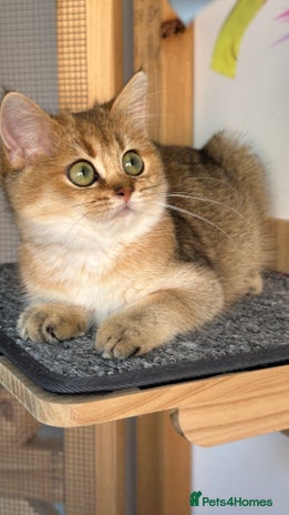 British Shorthair cats in Derby - Advert 2