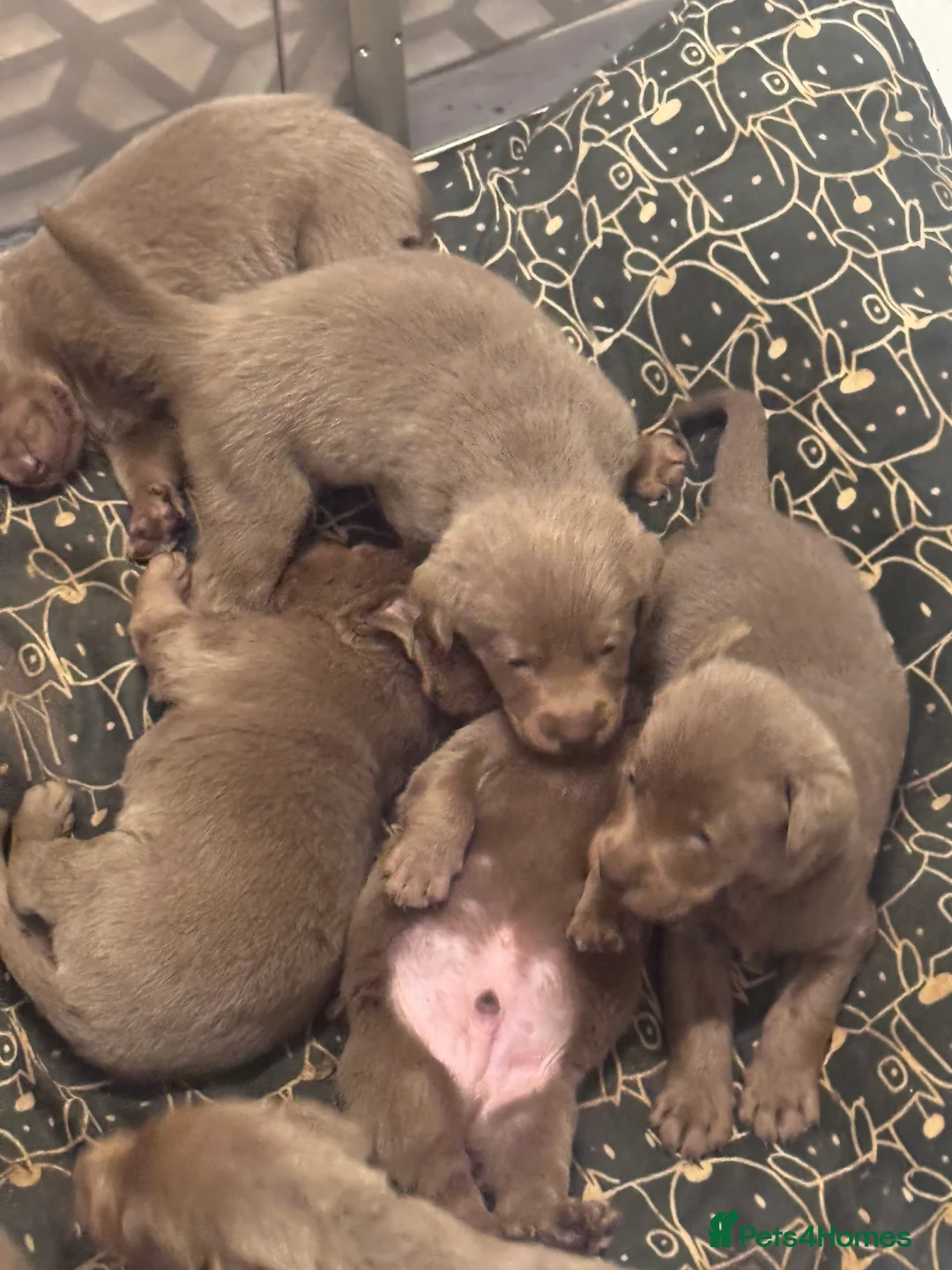 Labrador Retriever dogs for sale: Beautiful silver Labradors with piercing blue eyes - Advert 5