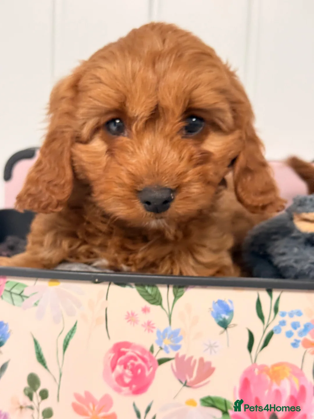 Cavapoo dogs for sale: Cavapoo puppies in Larkhall - Advert 2