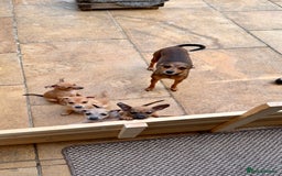Italian Greyhound dogs for sale: 3/4 Italian Greyhound 1/4 Miniture Pinscher  in Devizes - Image 2