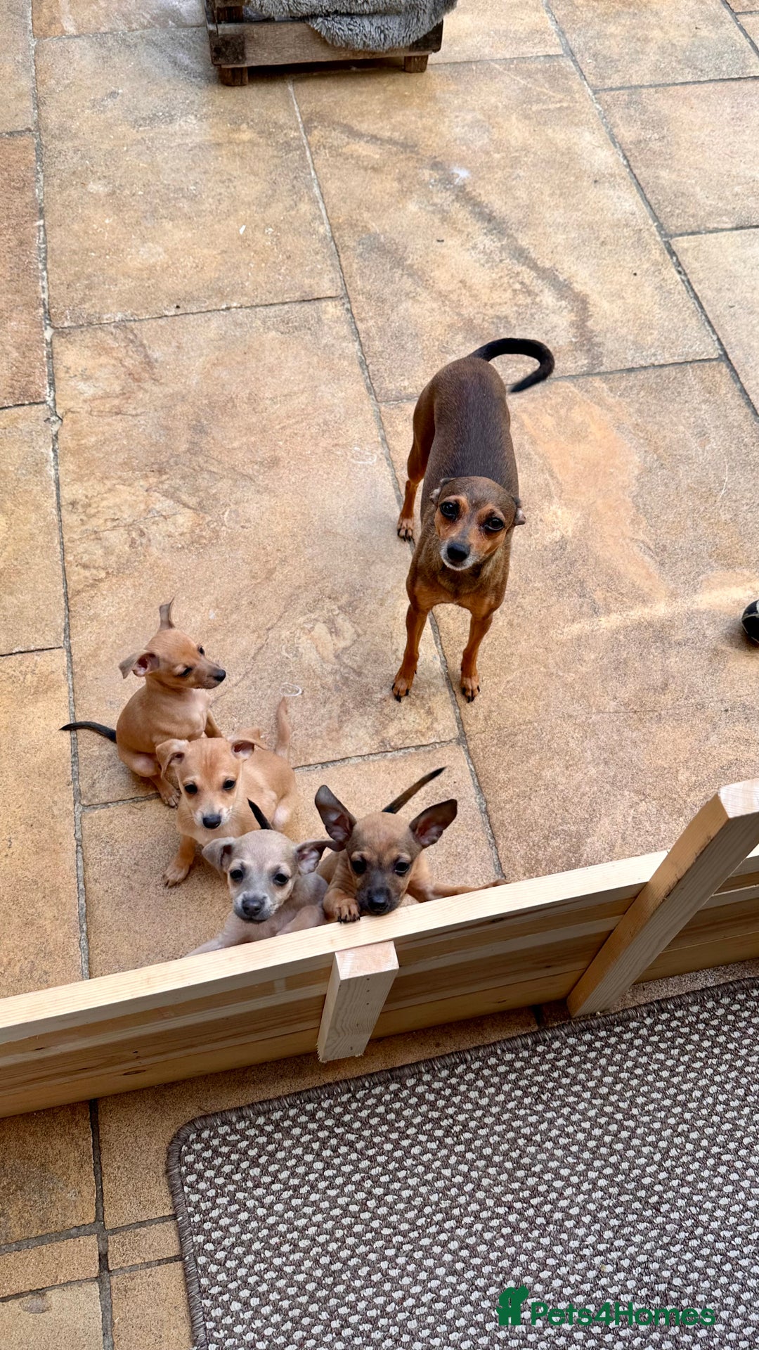 Italian Greyhound dogs for sale: 3/4 Italian Greyhound 1/4 Miniture Pinscher  in Devizes - Image 2