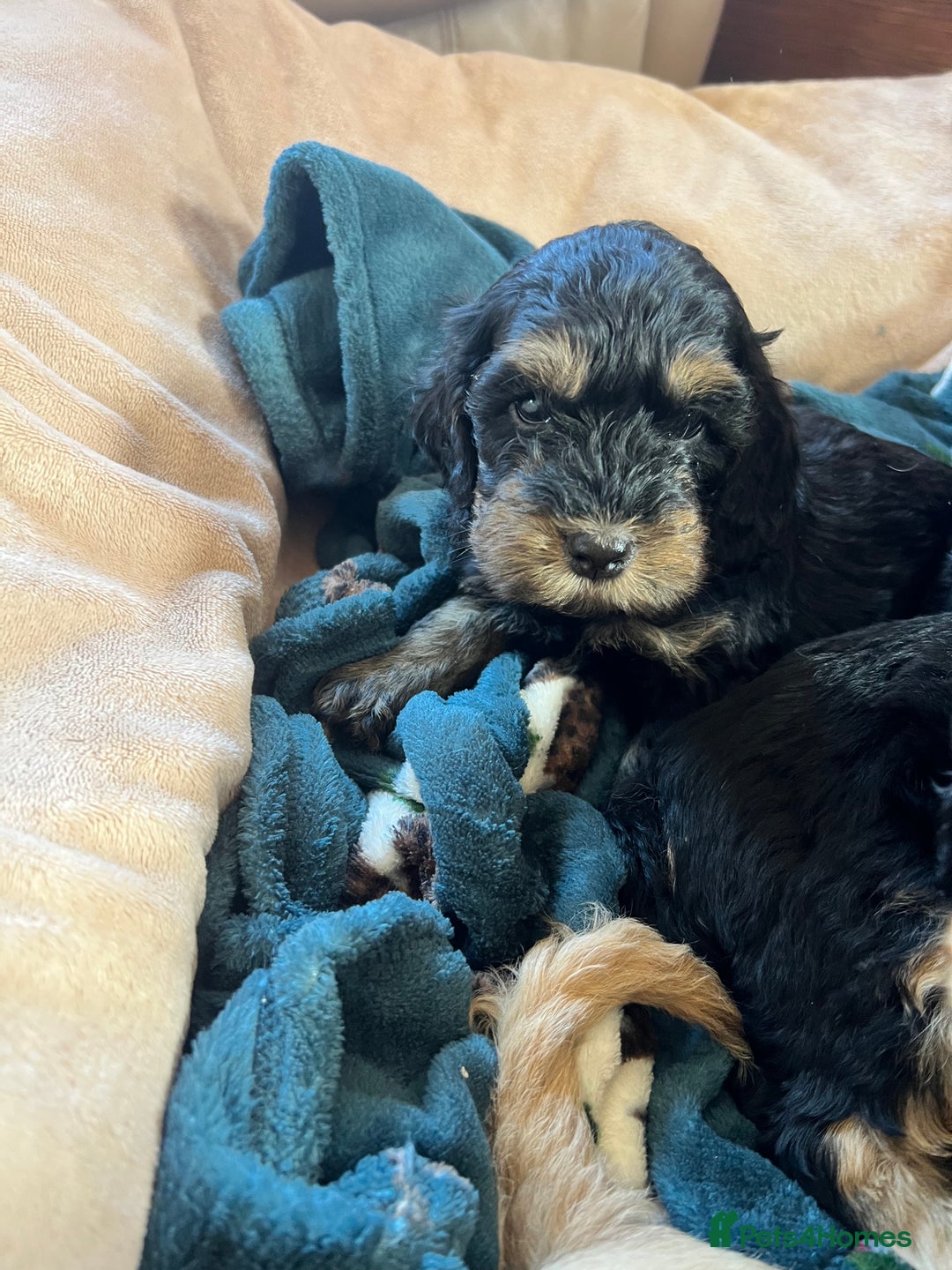 Cockapoo dogs for sale: F1 Cockapoo puppies  - Image 5