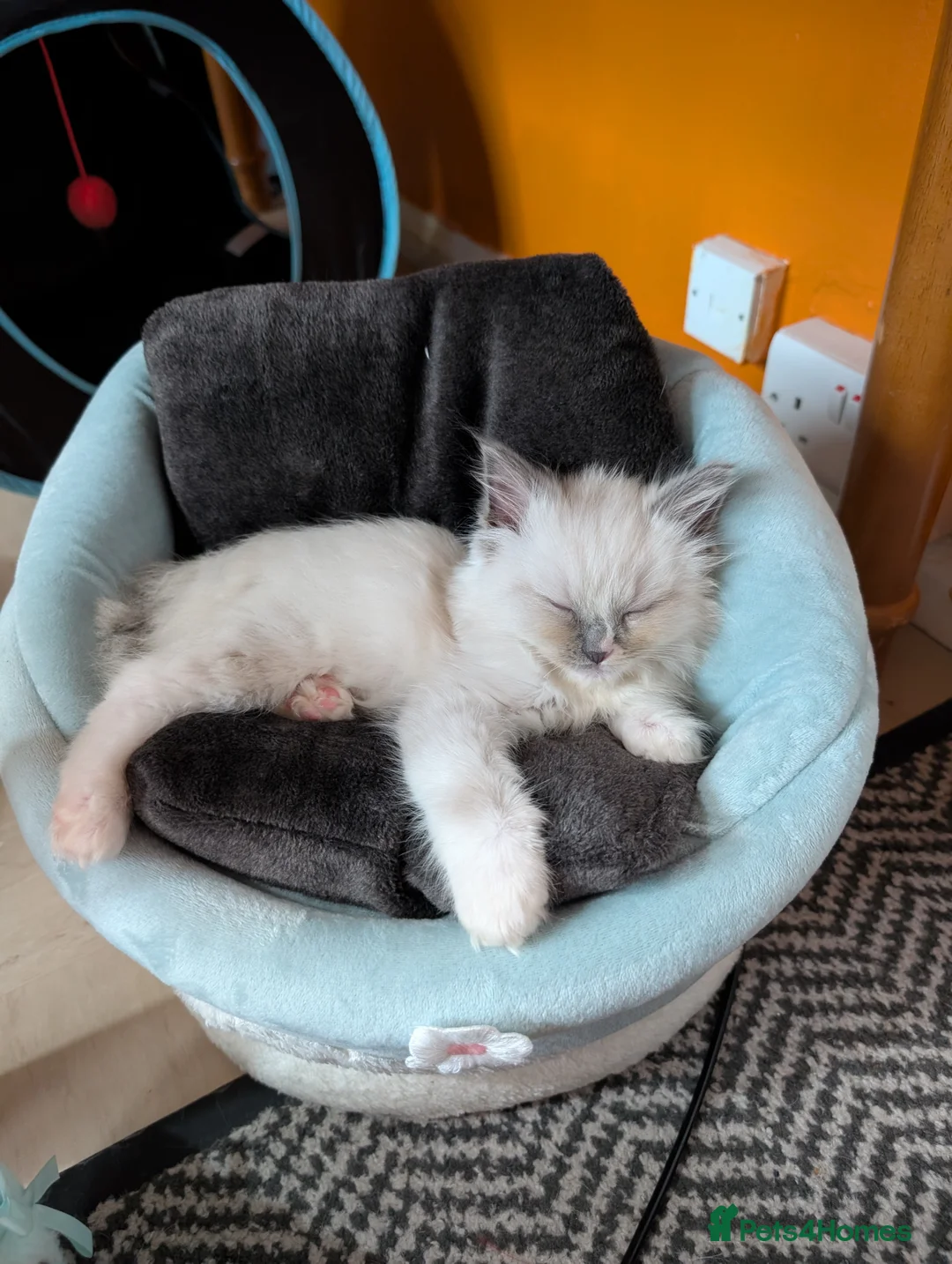 Ragdoll cats for sale: Handsome pedigree Ragdoll kitten needs rehoming  - Advert 4