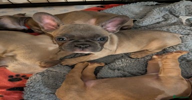 French Bulldog dogs - Advert 4