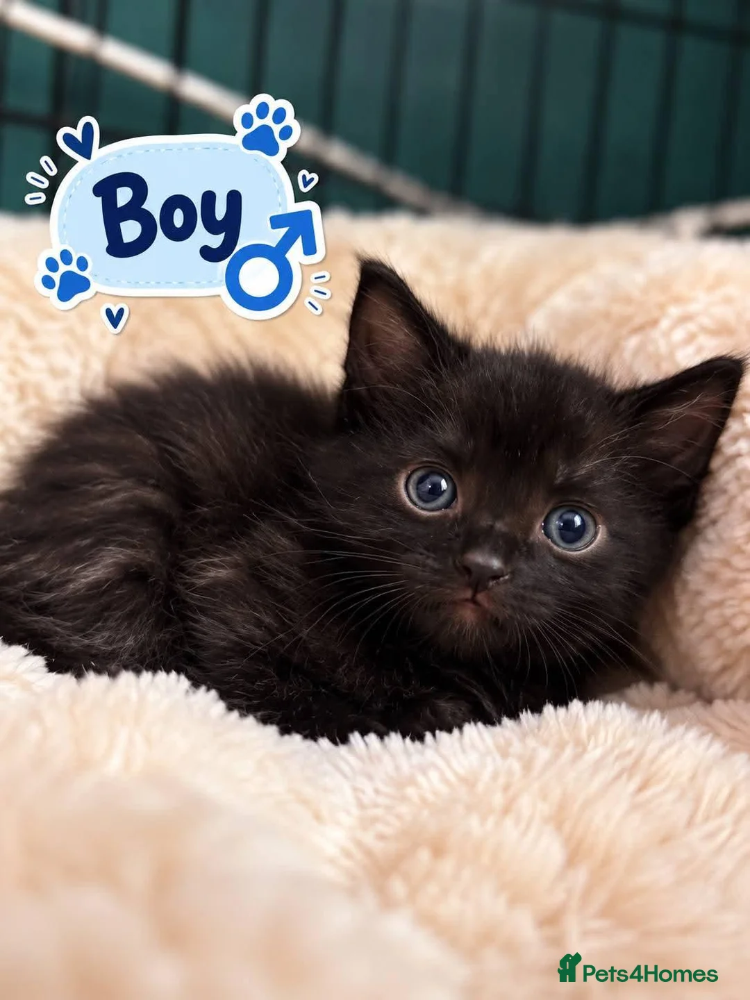 Mixed Breed cats for sale: Beautiful, Loving Kittens Seeking Forever Homes 🐾 in Kingswinford - Advert 5