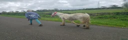Irish Cob horses for sale: super friendly TGCA filly - Advert 18