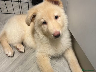 German Shepherd dogs - Advert 14