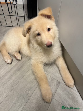 German Shepherd dogs - Advert 1