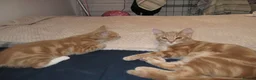 Domestic Shorthair cats for sale: 2 cream boys with all belongings  - Advert 4