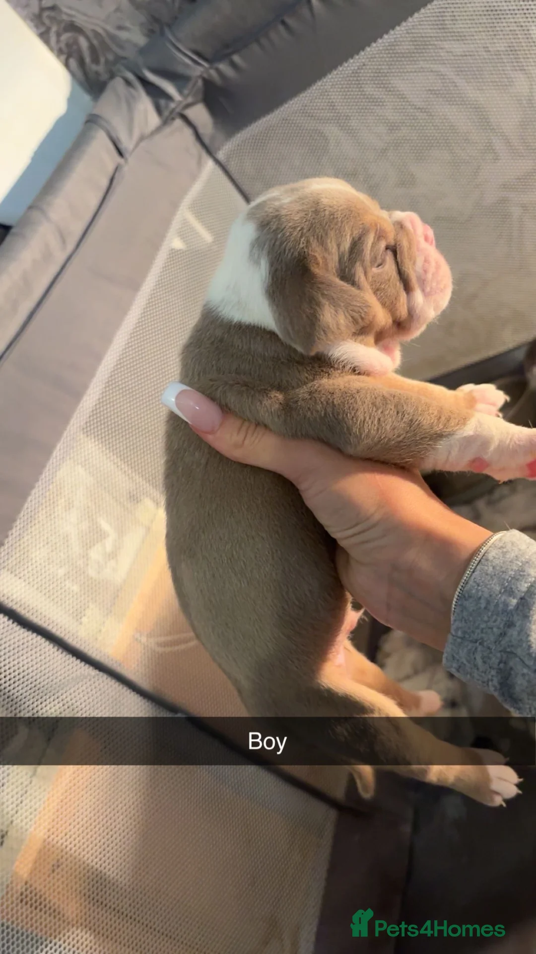 English Bulldog dogs for sale: English bulldog puppies  in Stafford - Advert 16