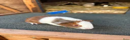 Guinea Pig rodents for sale: Guinea pigs to be reserved  - Advert 5