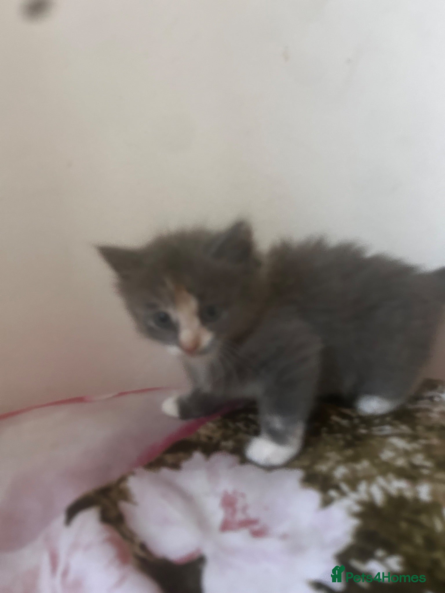 Mixed Breed cats Ragdoll mix  - Advert 1