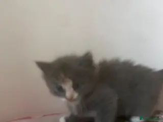 Mixed Breed cats Ragdoll mix - Advert 1