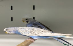 Budgerigars birds for sale: Beautiful baby budgies  - Image 11