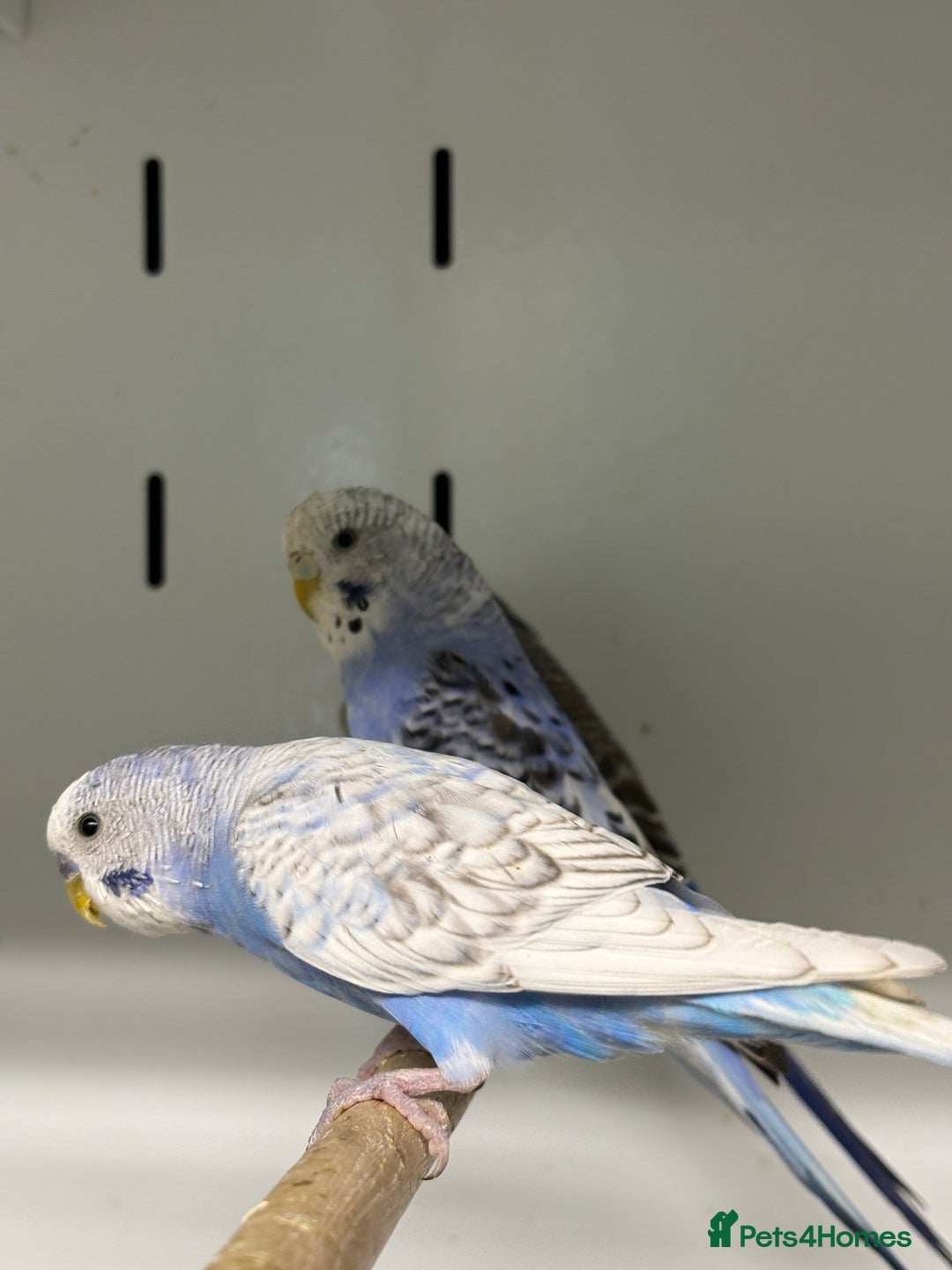 Budgerigars birds for sale: Beautiful baby budgies  - Image 11
