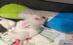 French Bulldog dogs for sale: Kropek - Image 10