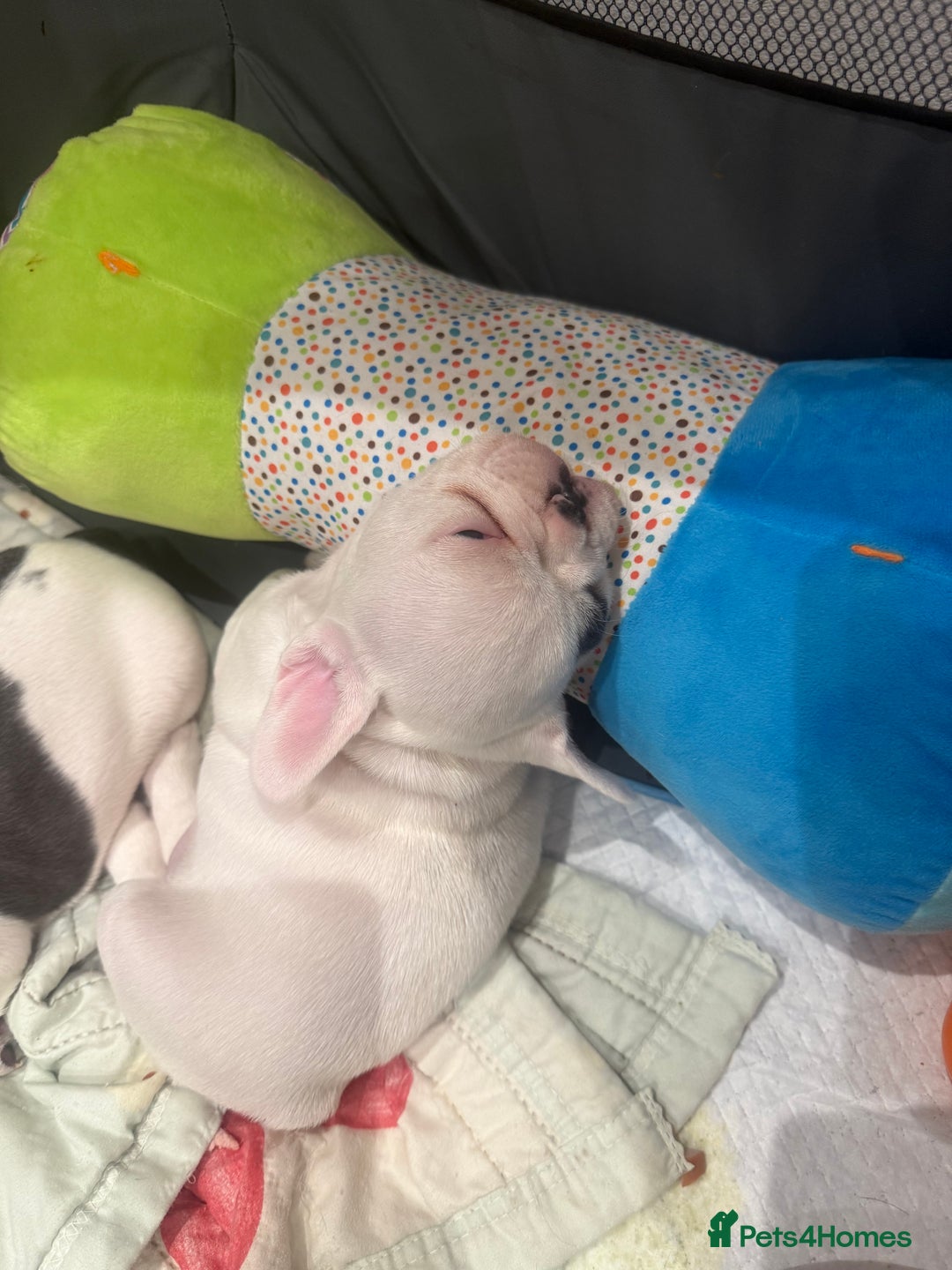 French Bulldog dogs for sale: Kropek - Image 10
