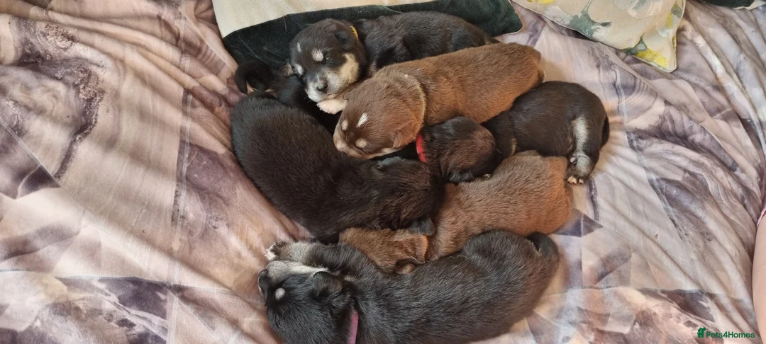 Mixed Breed dogs for sale: Husky and labrador puppies  in Glenrothes - Advert 1