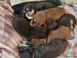 Mixed Breed dogs Husky and labrador puppies - Advert 2