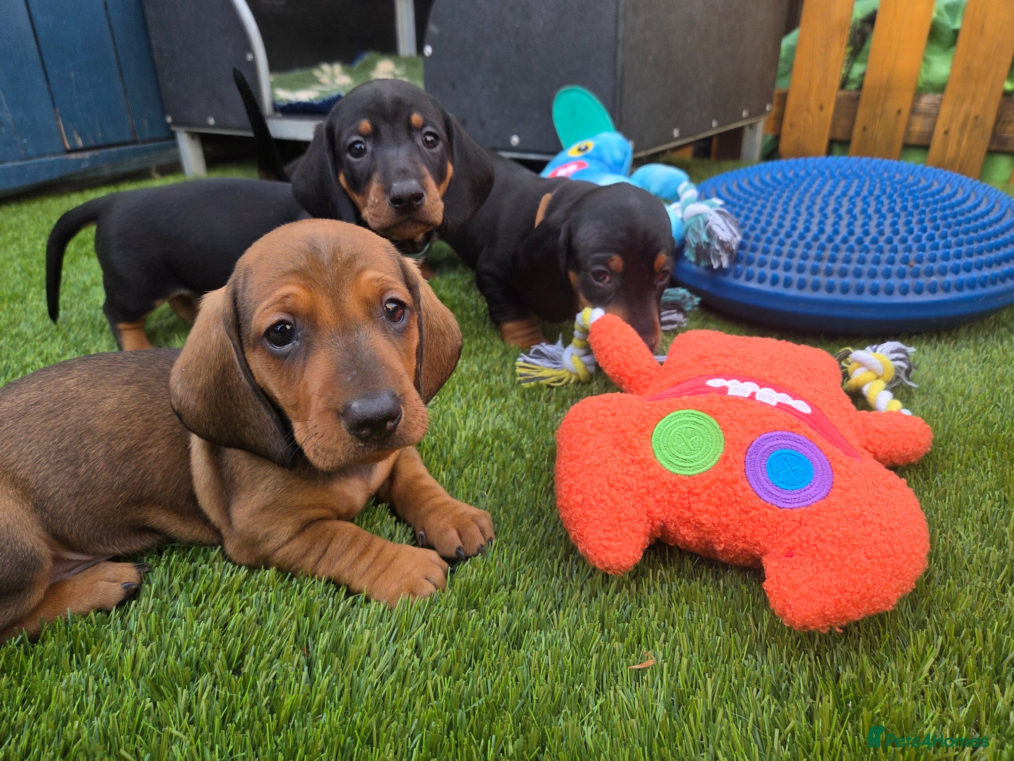 Dachshund dogs KC Registered Standard Smooth Haired Pups - Advert 3