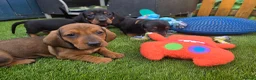 Dachshund dogs for sale: KC Registered Standard Smooth Haired Pups - Advert 1