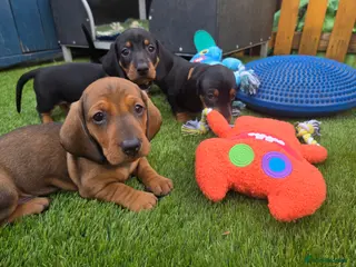 Dachshund dogs KC Registered Standard Smooth Haired Pups - Advert 3