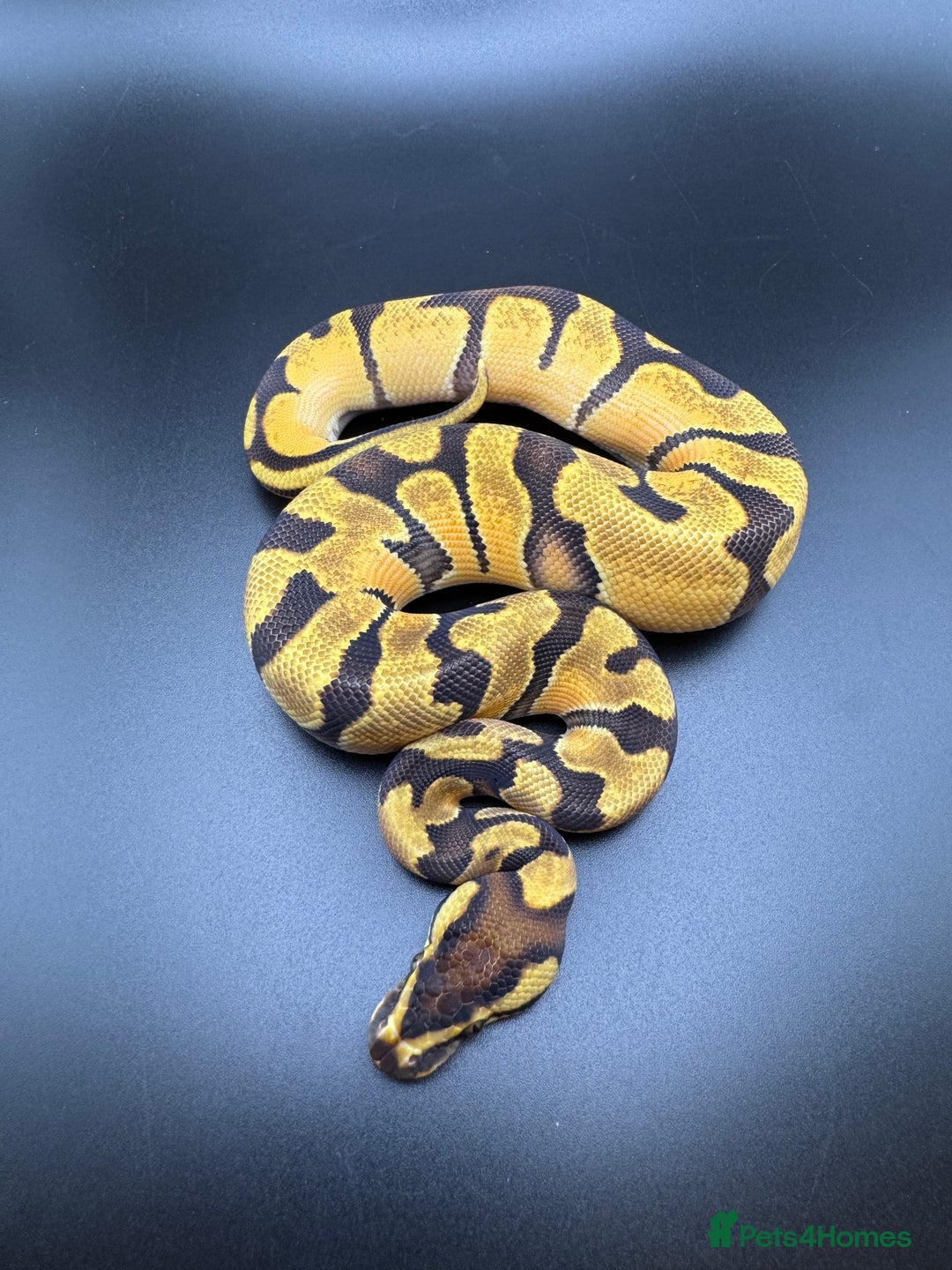 Python Snake reptiles for sale: Male Orange Dream Fire Enchi Het Hypo - Advert 2