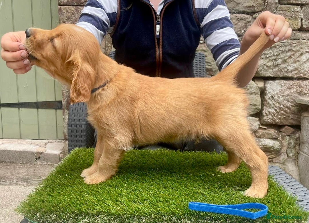 Golden Retriever dogs for sale: KC reg Golden Retriever Puppies (working type) - Image 6